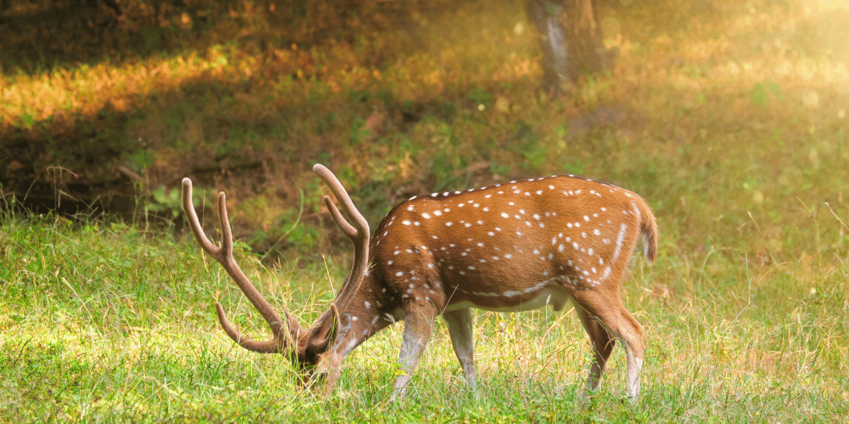 Ranthambore National Park Image